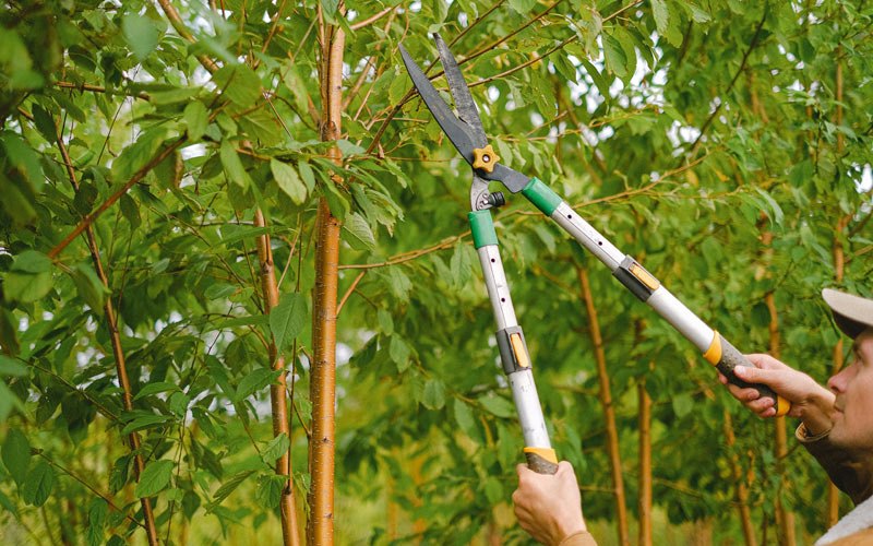 Tree trimming in Isabela, PR